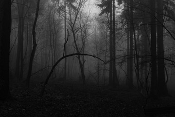  Mistyczny las