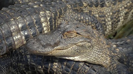 Wall Mural - Alligators crouch along one another and are interwoven with bodies. Alligators breeding farm. Crocodile farm lots of aligators angry background. Crocodiles are basking in the sun on a crocodile farm.