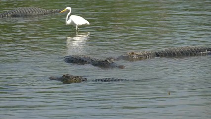 Wall Mural - American alligators lie in the swamp, next to the herons. Alligator Swimming. Alligator is a large crocodile in the water. Alligator floats just above the water.