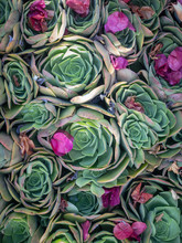 Top Down View Of Succulents With Bright Pink Bougainvillea Flowers Having Fallen On Top.