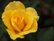 Yellow Rosebud Opening to the Side