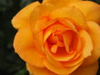 Closeup of Yellow and Orange Rose