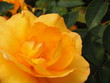 Yellow Rose from Corner