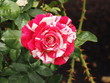 Red and White Tie-dyed Rose