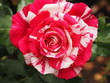 Closeup of Red and White Tie-dyed Rose