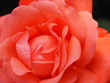 Closeup of Salmon Colored Rose