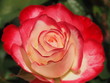 Bright Red Tipped Rose