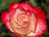 Fototapeta Konie - Bright Red Tipped Rose