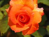 Fototapeta Konie - Orange Rosebud Opening