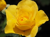 Fototapeta Konie - Yellow Rosebud Opening