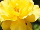 Fototapeta Konie - Ladybug on Yellow Rose