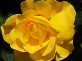 Fototapeta Konie - Yellow Rose in Sunlight