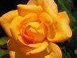 Orange Rose in Sunlight