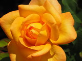 Fototapeta Konie - Orange Rose in Sunlight