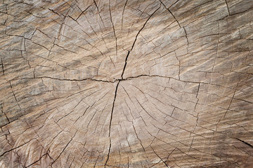 Wall Mural - Close up section of old tree stump, wooden texture for background and design art work.