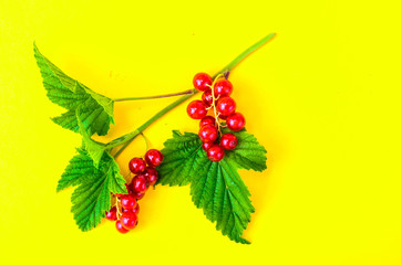 Red currant branch with berries and green leaves