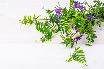 Wild medicinal plant with blue flowers on white background