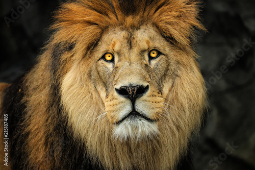 Dekoracja na wymiar  lew