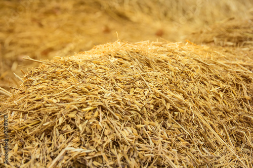 Fotografía rice peel after harvest and husk background