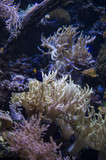 Coral Reef in deep dark water