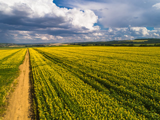 Sunflowers from above 2