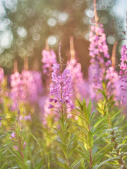 Poster - flower blossoms at sunset in the forest