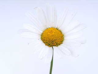 Wall Mural - chamomile flower on a light background