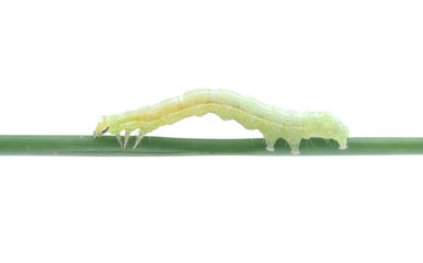 Poster - green caterpillar on a light background