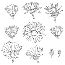 Vector Set Of Drawing Calendula Flowers
