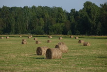 Round Hay Bales In Field With Trees, Sky And Clouds In Background