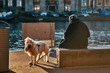 Older woman sitting on a bench with her dog on the line in Amsterdam, looking over the canal, winter