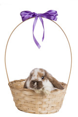 Wall Mural -  little rabbit sitting in a basket on a white background