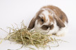 little rabbit eating hay on a white background