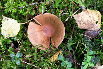 Sticker - Mushrooms in the wood, nature background