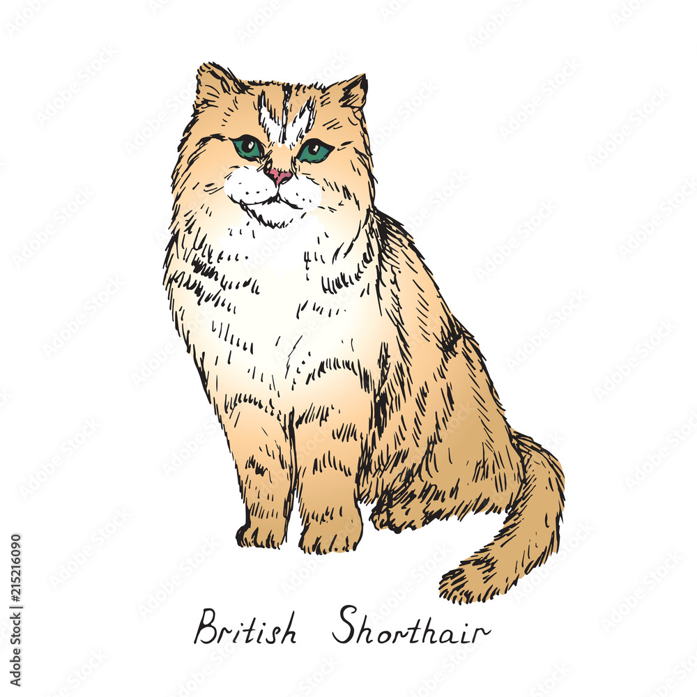 Photo Art Print British Shorthair Cat Breeds Illustration With
