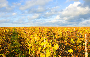 Wall Mural - A road through the vineyard in sunny day. Autumn in Loire Valley (Val de Loire, France)