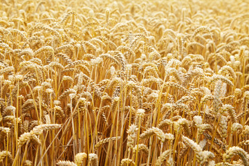 Wheat field. Ears of golden wheat close up. Beautiful Landscape. Rural Scenery early in the morning. Background of ripe ears of wheat field. Rich harvest Concept. Copy space. 