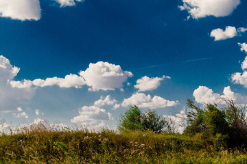 wild grass landscape in summer in sunny weather and blue sky