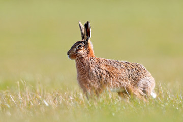 Sticker - Brown Hare on the look out