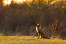 Red Fox In Countryside