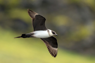 Wall Mural - arctic skua