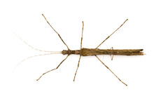 Image Of A Siam Giant Stick Insect And Stick Insect Baby On White Background. Insect Animal.