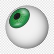 Eyeball icon. Realistic illustration of eyeball vector icon for on transparent background