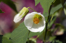 Sydney Australia, White Chinese Bell Flower 