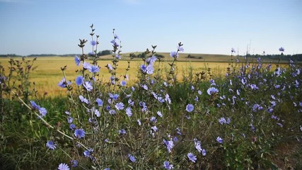 Wall Mural - Wild and blue flowers in countryside.