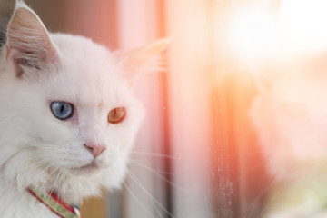 Closeup portrait of cute white fur two different eyes colors of blue and yellow mixed Maine Coon and persian cat, domestic pet.