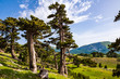 Loricato pine in the Pollino national park