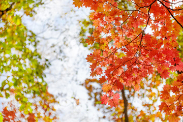 Wall Mural - Red maple leaves border at autumn forest, blurred background. Season changing. A tree branch of maple, fall.