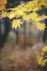 Wall Mural - Yellow maple leaves border at autumn forest, blurred background. Season changing. A tree branch of maple, fall.