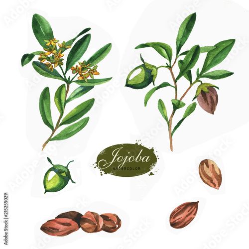 Fotografie, Obraz Hand drawn watercolor jojoba collection isolated on white background